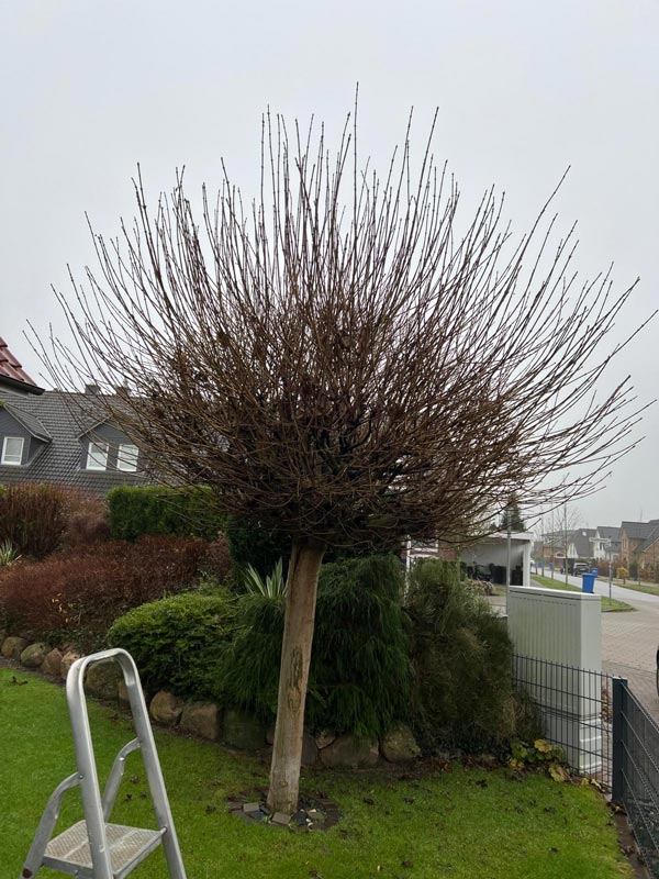 Vorher und nachher-before