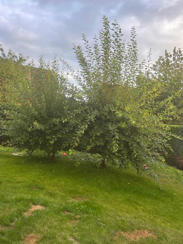 Vorher und nachher-before