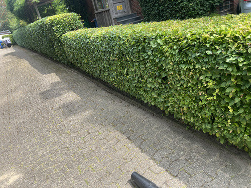 Vorher und nachher-after